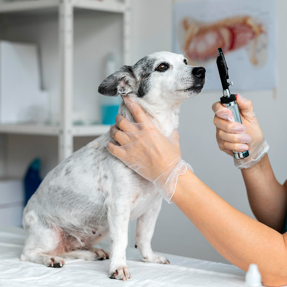 closeup-dog-eye-being-examined-1000px-sq-1