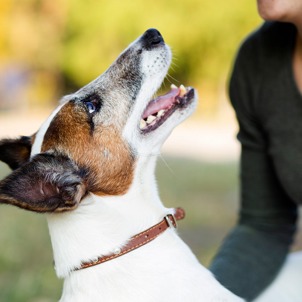 happy-dog-jumping-on-owner-outdoors-1000px-sq-1