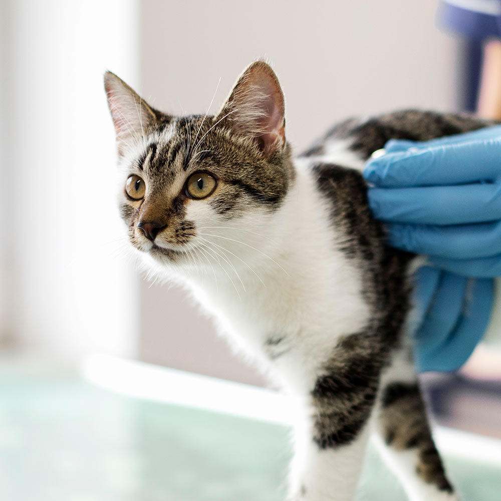 spotted-kitten-being-examined-by-vet-1000px-sq-1