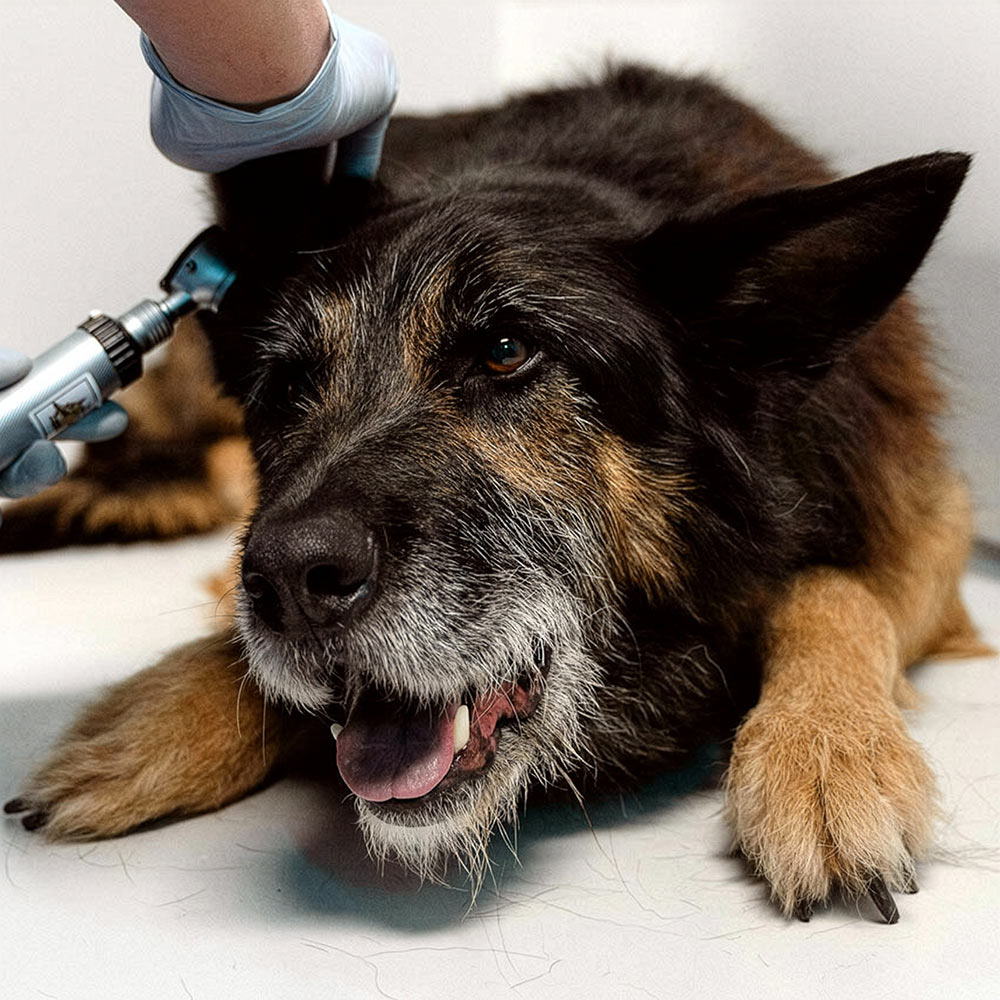 wirehaired-dog-having-ears-examined-1000px-sq-1